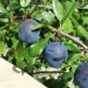 Kirke's Blue European Plum -Raintree Nursery kirkes blue 1