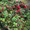 Koralle Lingonberry -Raintree Nursery koralle lingonberry 1