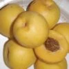 Maria's Gold Nectarine -Raintree Nursery mariasgold 1