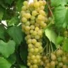 Marquis Seedless Grape -Raintree Nursery marquis grape 1 1
