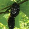 Silk Hope Mulberry 1 Silk Hope Mulberry -Raintree Nursery mulberries d426 silk hope 1
