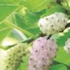 Pakistan White Fruiting Mulberry -Raintree Nursery mulberries d435 white fruiting 1