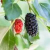 Dwarf Mulberry 1 Dwarf Mulberry -Raintree Nursery mulberry product