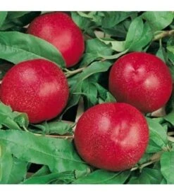 Morton Nectarine