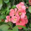 Old Homestead Flowering Quince 2 Old Homestead Flowering Quince -Raintree Nursery old homestead