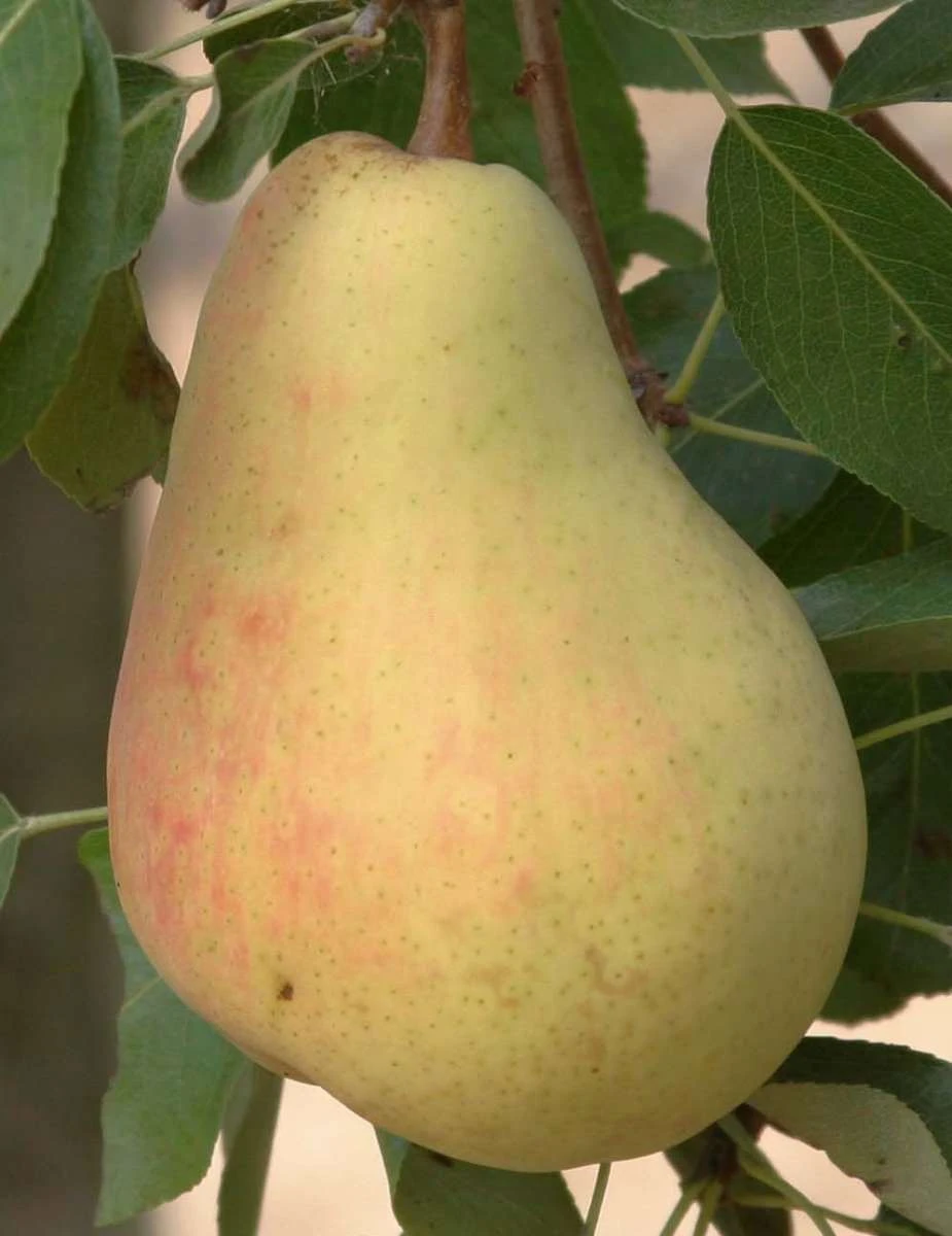 Butirra Precoce Morettini European Pear 3 Butirra Precoce Morettini European Pear