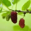 Red ShahToot Mulberry -Raintree Nursery persianmulberry