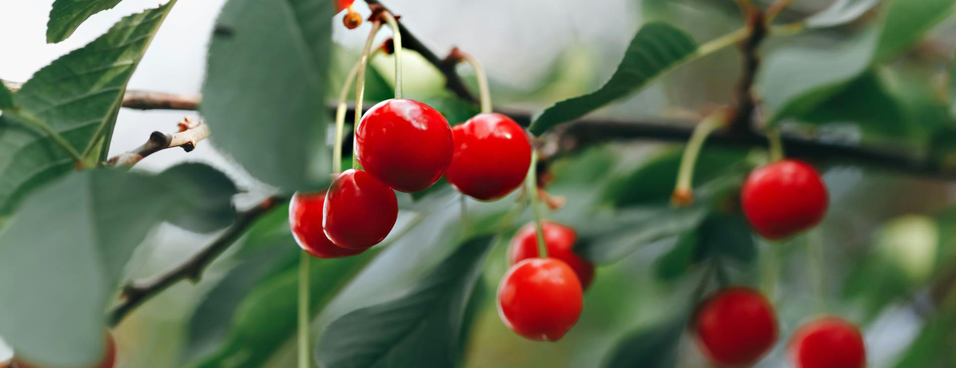 Raintree Nursery -Raintree Nursery pexels filirovska 8243948