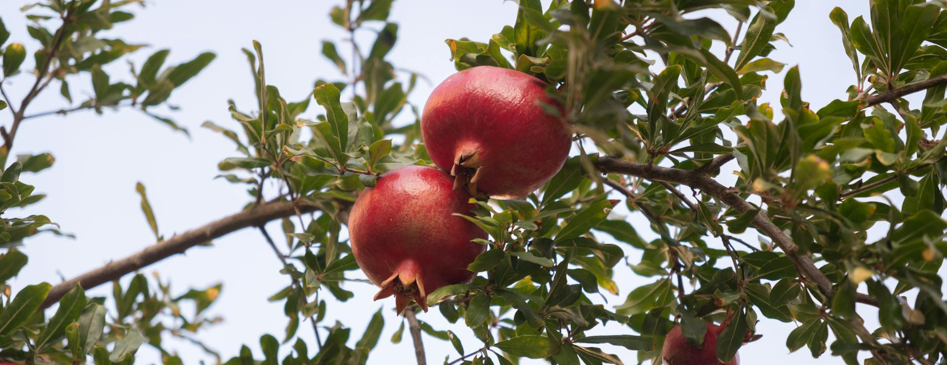 Raintree Nursery -Raintree Nursery pexels izafi 28913470