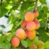 Pixie Cot Apricot 2 Pixie Cot Apricot -Raintree Nursery pixie cot apricot