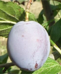 Pozegaca European Plum
