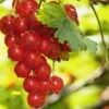 Rosetta Red Currant -Raintree Nursery red currant