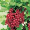 Red Jade™ Currant -Raintree Nursery ribesrubrumredlake