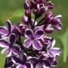 Syringa Sensation Lilac -Raintree Nursery sensation