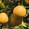 Combo Asian Pear Tree (3 Varieties) 1 Combo Asian Pear Tree (3 Varieties) -Raintree Nursery shinseki asian pear 1