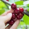 Combination Cherry Tree (5 Varieties) -Raintree Nursery shutterstock 105168959 5d084631 6e6c 4241 80ba 5afb92f1e4f1 1