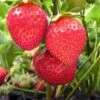 Chandler Strawberry -Raintree Nursery shutterstock 106144412 1 1