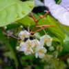 Male Hardy Kiwi -Raintree Nursery shutterstock 1133568533 1