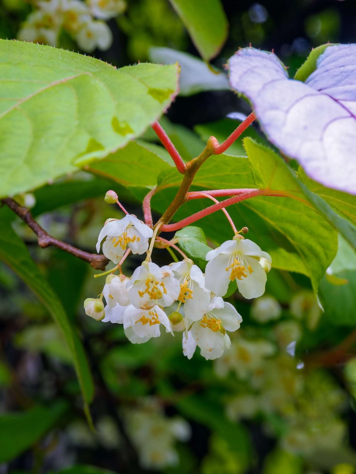 Male Hardy Kiwi 2 Male Hardy Kiwi