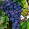 Campbell's Early Grape -Raintree Nursery shutterstock 1524501632 1