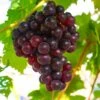Reliance Grape -Raintree Nursery shutterstock 1591732633 1