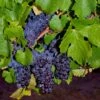 Pinot Precoce Grape 2 Pinot Precoce Grape -Raintree Nursery shutterstock 1622669122 1