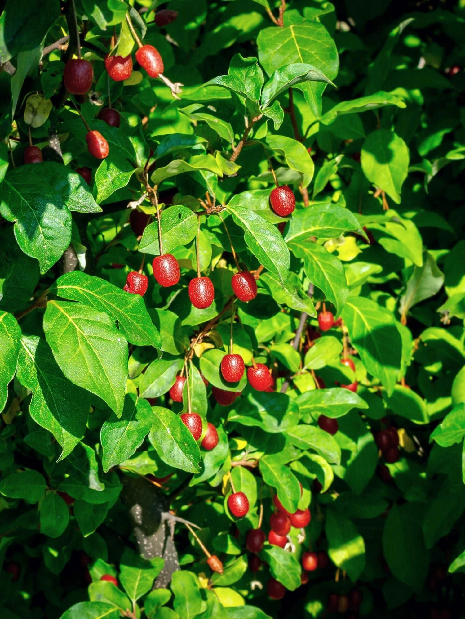 Raintree Select Goumi 3 Raintree Select Goumi