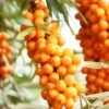 Orange Energy® Seaberry 1 Orange Energy® Seaberry -Raintree Nursery shutterstock 38135257 1