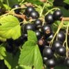 Hill's Kiev Select Black Currant 2 Hill's Kiev Select Black Currant -Raintree Nursery shutterstock 49326529 1
