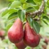 Red Clapps European Pear 1 Red Clapps European Pear -Raintree Nursery shutterstock 97703081 1