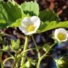 Male Musk Strawberry -Raintree Nursery shutterstock 1025150605