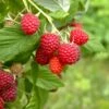 Caroline Raspberry Bundle (5 Plants) -Raintree Nursery shutterstock 1128998837 1acf3e08 26d9 4d05 ae3c ca5bcef7f0a3