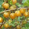 Hinnomaki Yellow Gooseberry -Raintree Nursery shutterstock 138667280