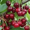 Danube Cherry -Raintree Nursery shutterstock 1455581603
