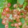 Pink Champagne Currant -Raintree Nursery shutterstock 1485591821