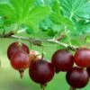 Black Velvet Gooseberry -Raintree Nursery shutterstock 175514207 1
