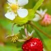 Profumata Musk Strawberry -Raintree Nursery shutterstock 31985767