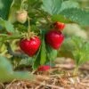 Benton Strawberry 1 Benton Strawberry -Raintree Nursery shutterstock 430640533