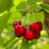 Glacier Cherry -Raintree Nursery shutterstock 559155565