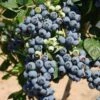 Bluecrop Blueberry -Raintree Nursery shutterstock 56671291 1