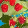 Cascade Delight Raspberry -Raintree Nursery shutterstock 56724127