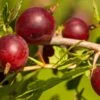 Hinnomaki Red Gooseberry -Raintree Nursery shutterstock 619589141 1