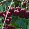 Tehranivee Cherry -Raintree Nursery shutterstock 672977416