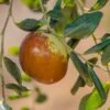 Shanxi Li Jujube -Raintree Nursery shutterstock image 3