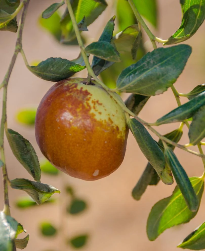 Shanxi Li Jujube 3 Shanxi Li Jujube