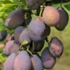 Stanley European Plum -Raintree Nursery stanley 1