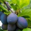 Combo European Plum Tree (5 Varieties) 2 Combo European Plum Tree (5 Varieties) -Raintree Nursery stanley plum 2 4f06ff11 b592 49c3 b51f abdeb058e617