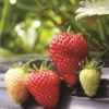 Albion Strawberry -Raintree Nursery strawberries e401 albion 1