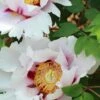 Paeonia Suffruticosa Peony -Raintree Nursery suffruticosa