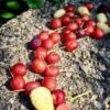 Goumi Sweet Scarlet -Raintree Nursery sweet scarlet goumi berry 1